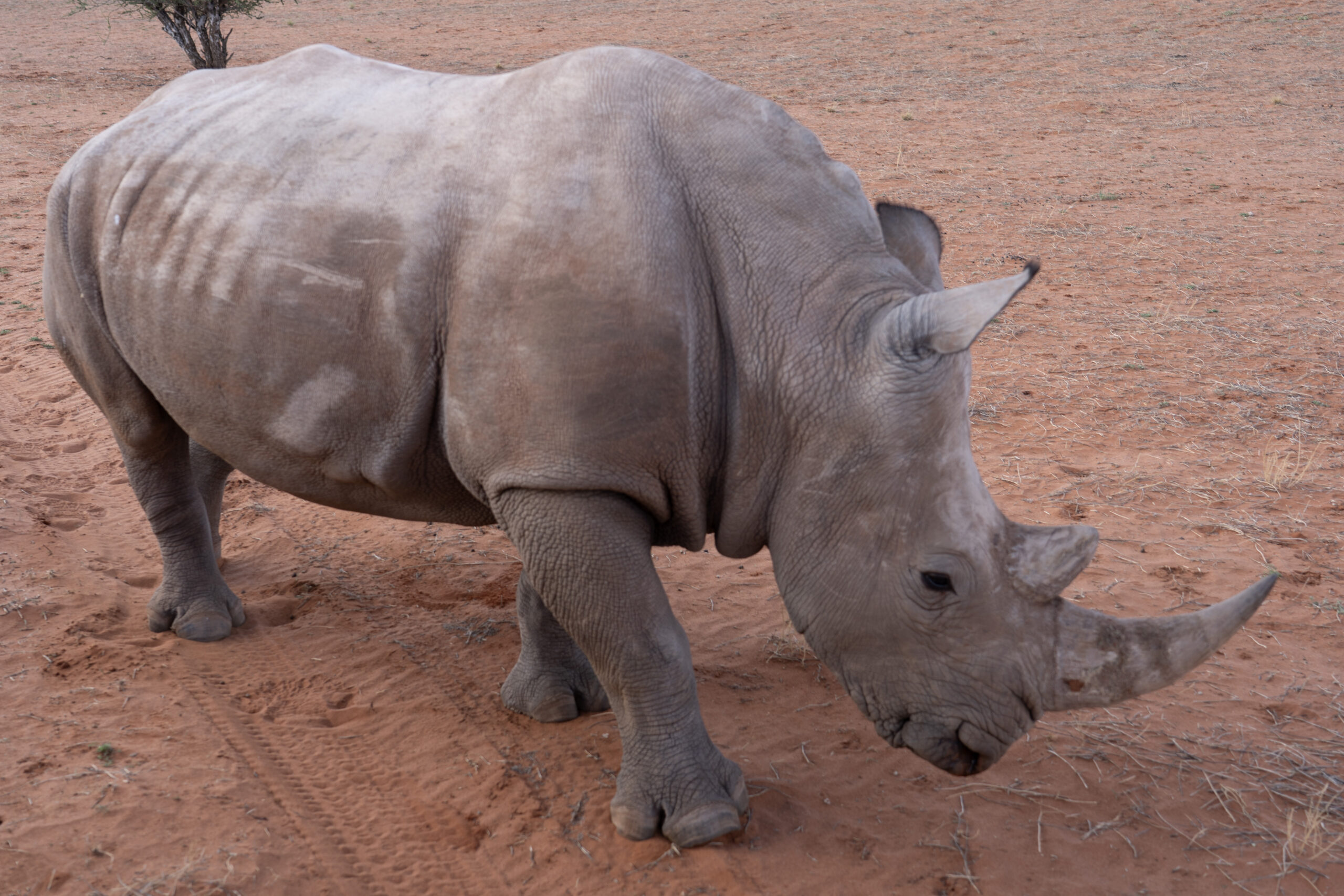 rhino-damaraland-palmwag-namibia-scaled.jpg