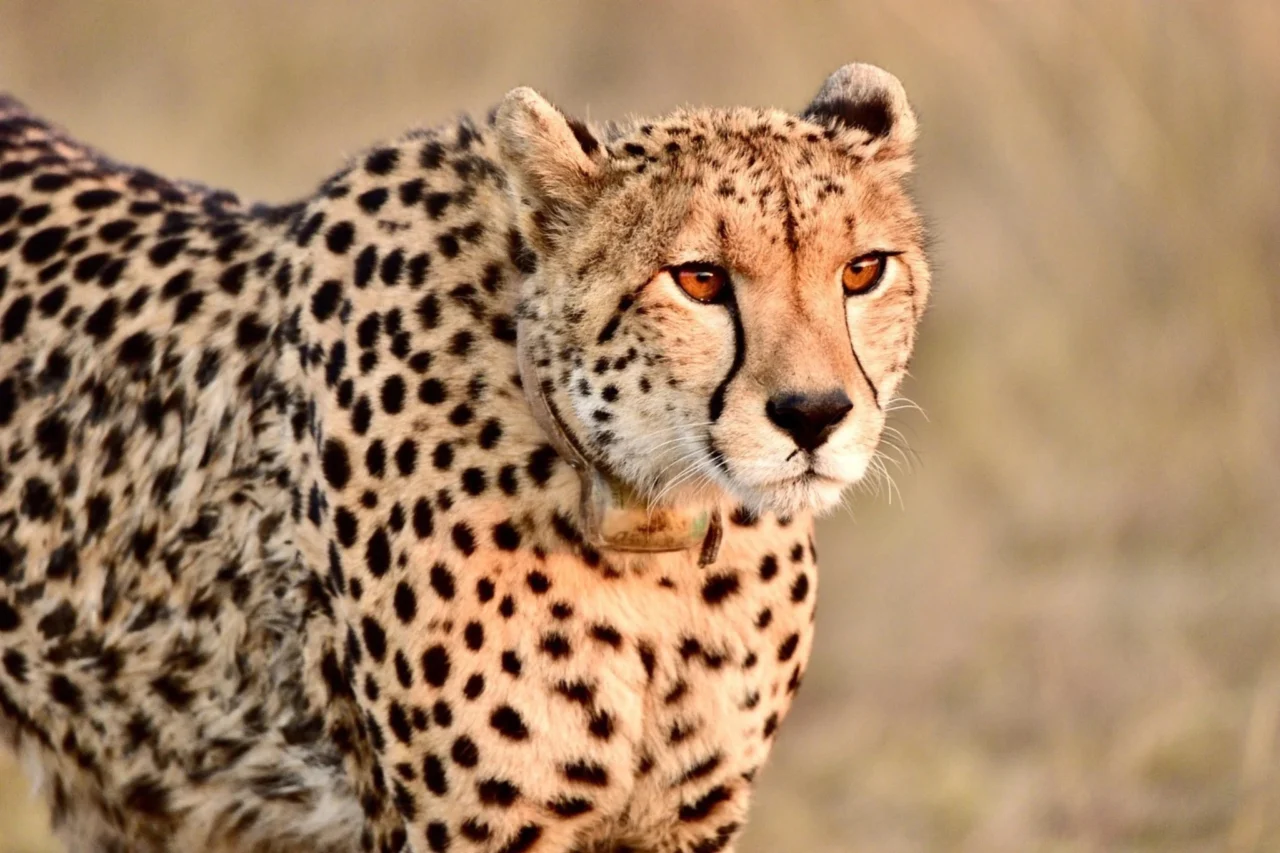 Gepard mit Senderhalsband im Abendlicht