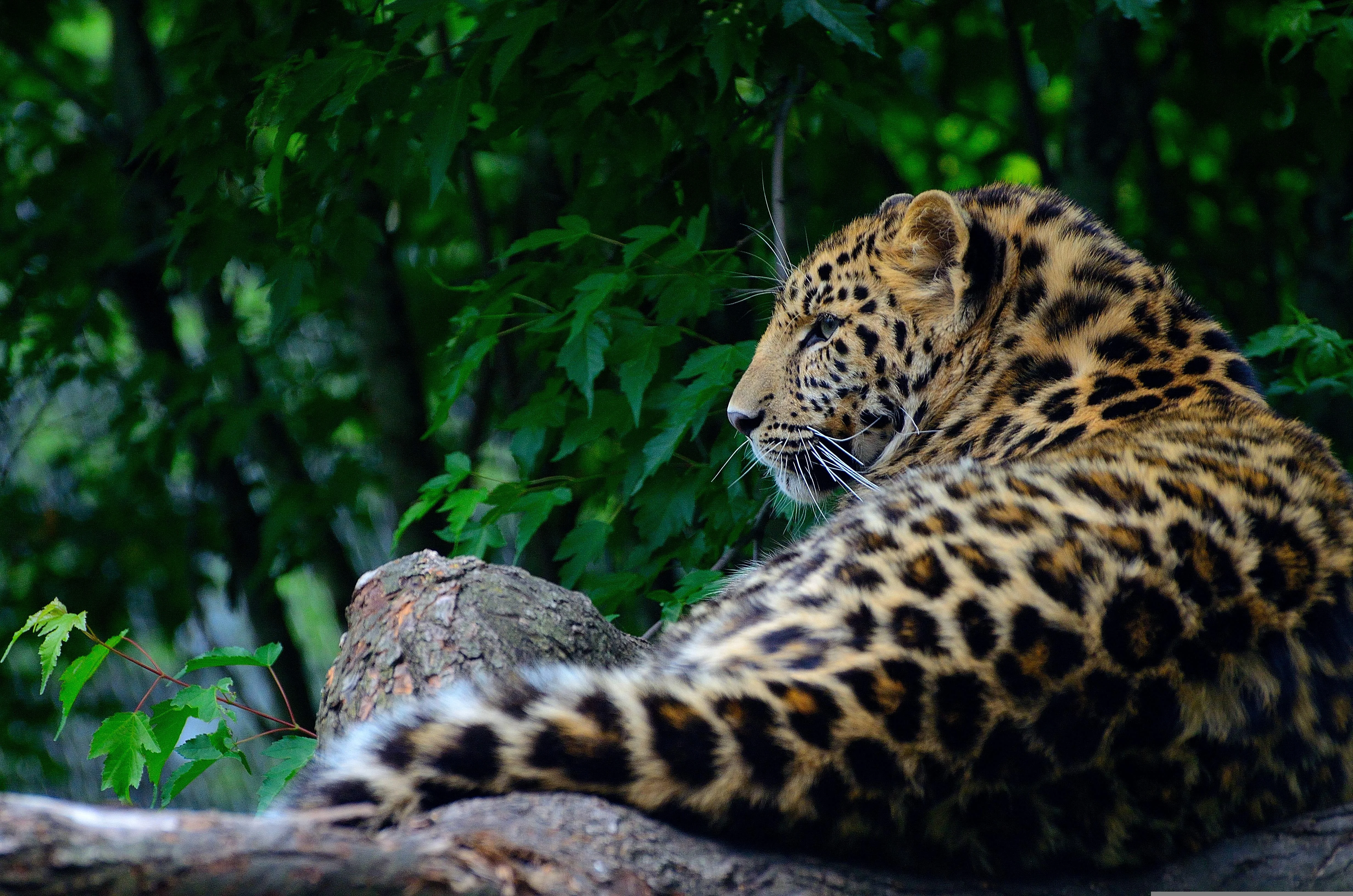 Leopard Sri Lanka — Sri Lanka Reise — Travel Buddies