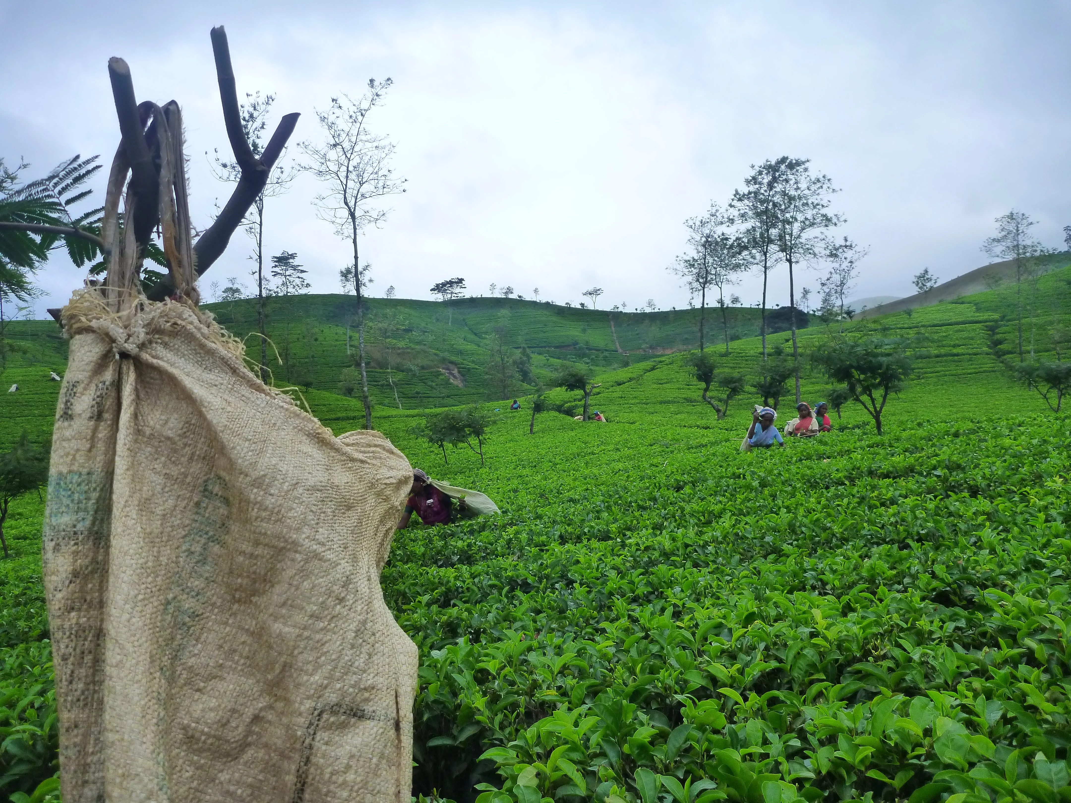 Sri Lanka Tea — Sri Lanka Reise — Travel Buddies
