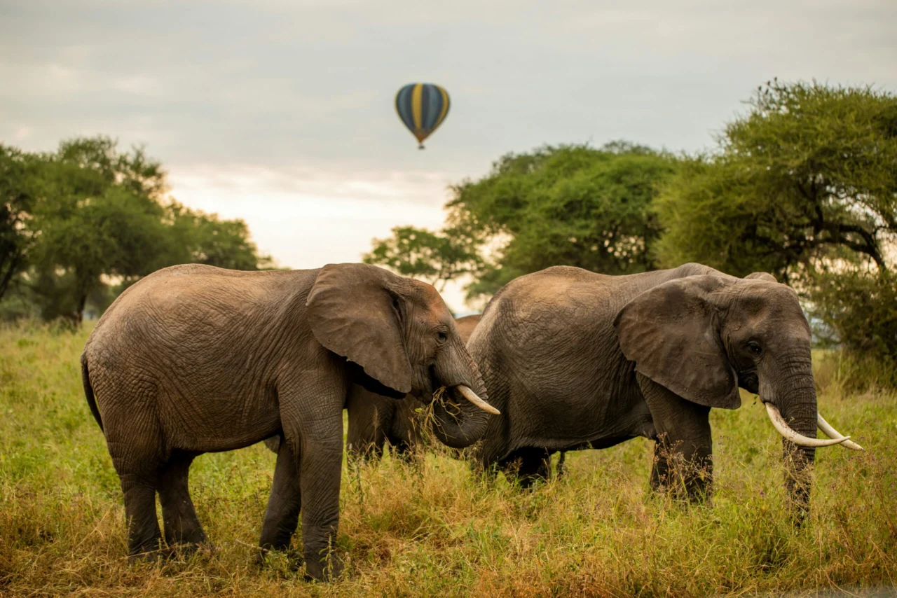 Tarangire Nationalpark Tanzania — Tansania Reise — Travel Buddies