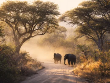 Kruger South Africa — Travel Buddies Individualreise