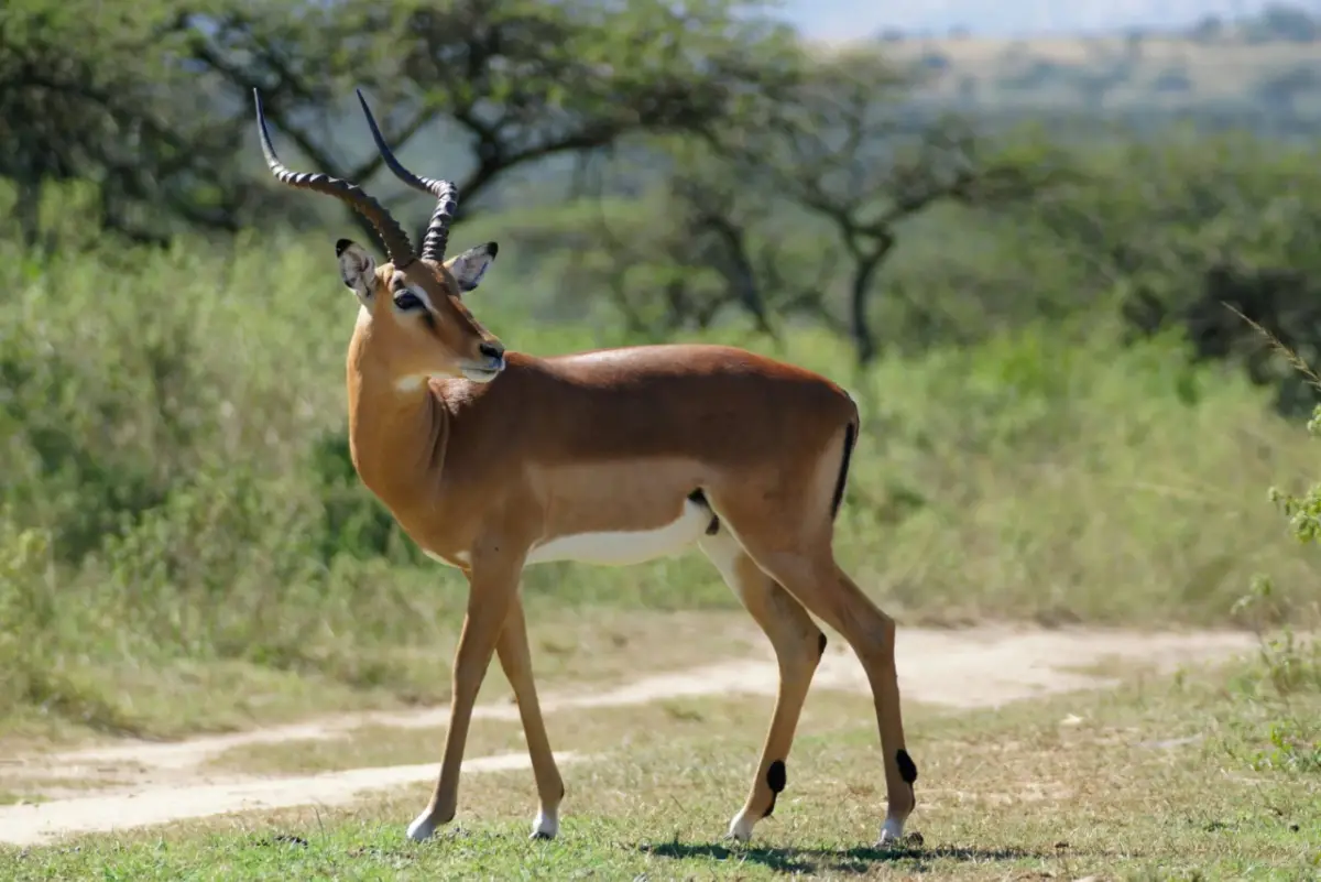 Antilope Namibia Etosha — Namibia Reise — Travel Buddies