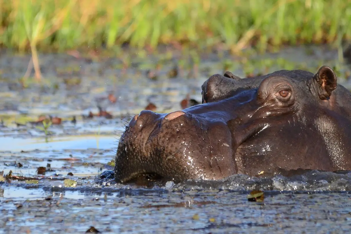 Chobe Hippo Safari Premium — Travel Buddies Individualreise