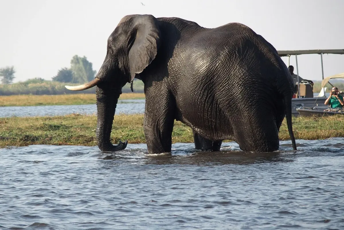 Chobe Nationalpark — Travel Buddies Individualreise