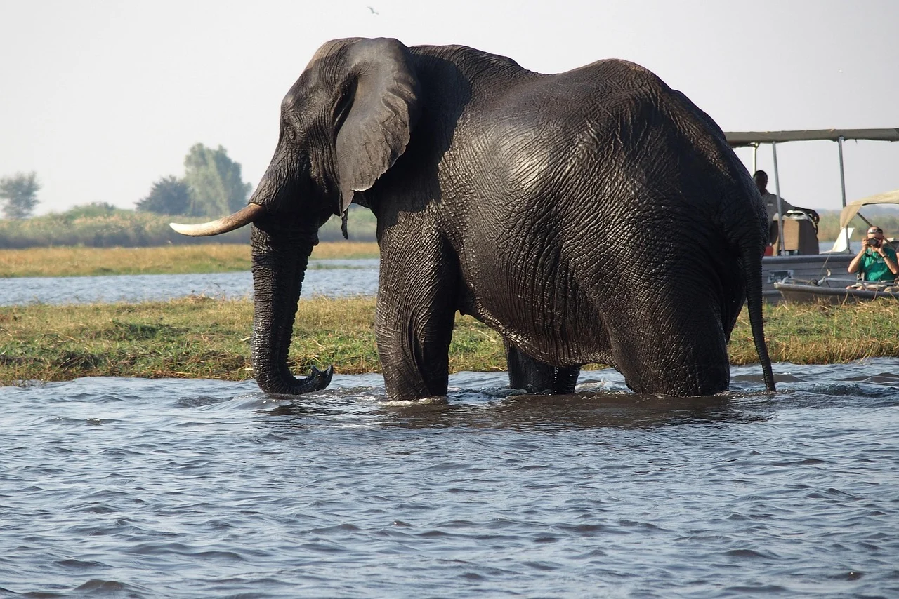 Chobe Nationalpark — Travel Buddies Individualreise
