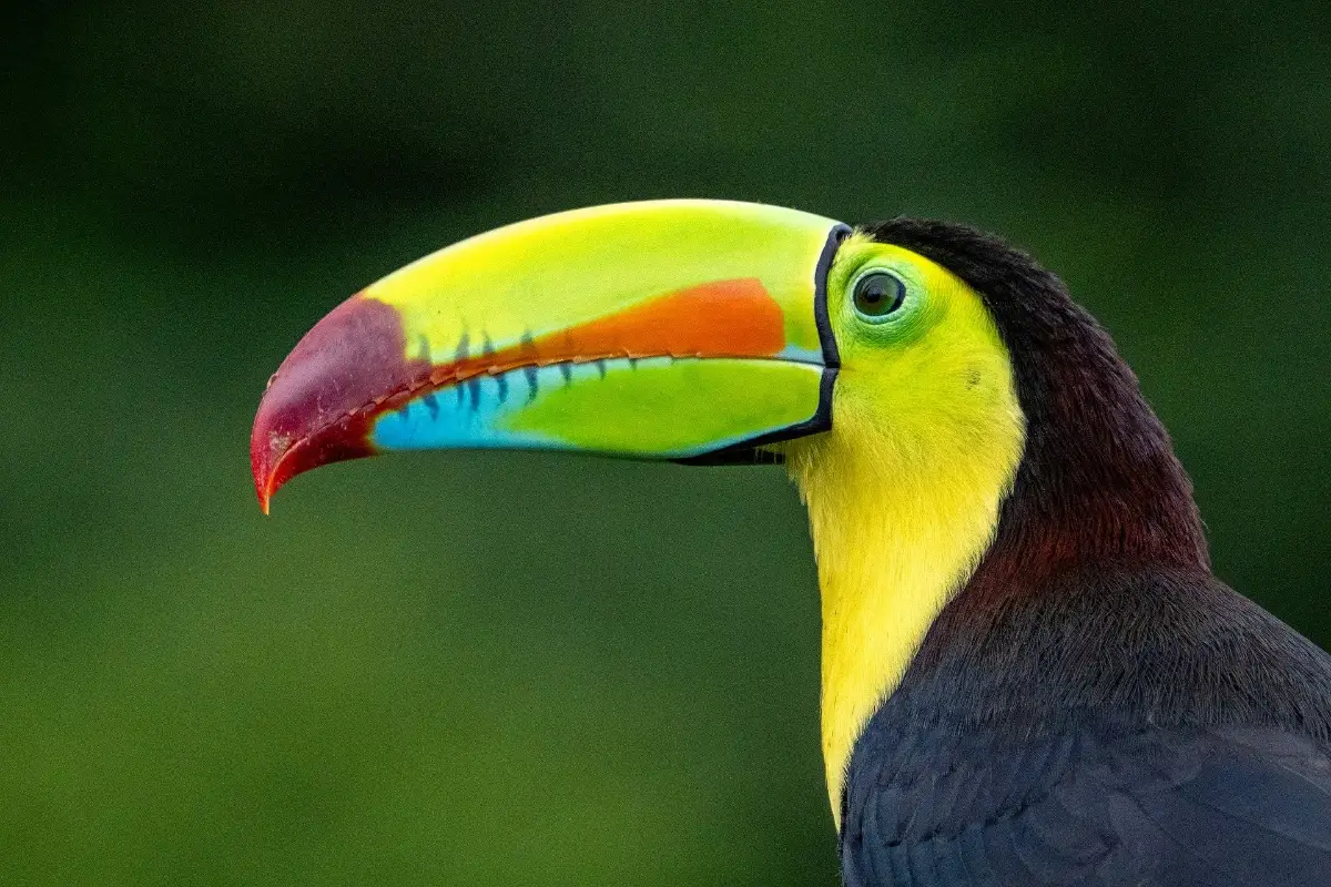 Costa Rica — Costa Rica Reise — Travel Buddies