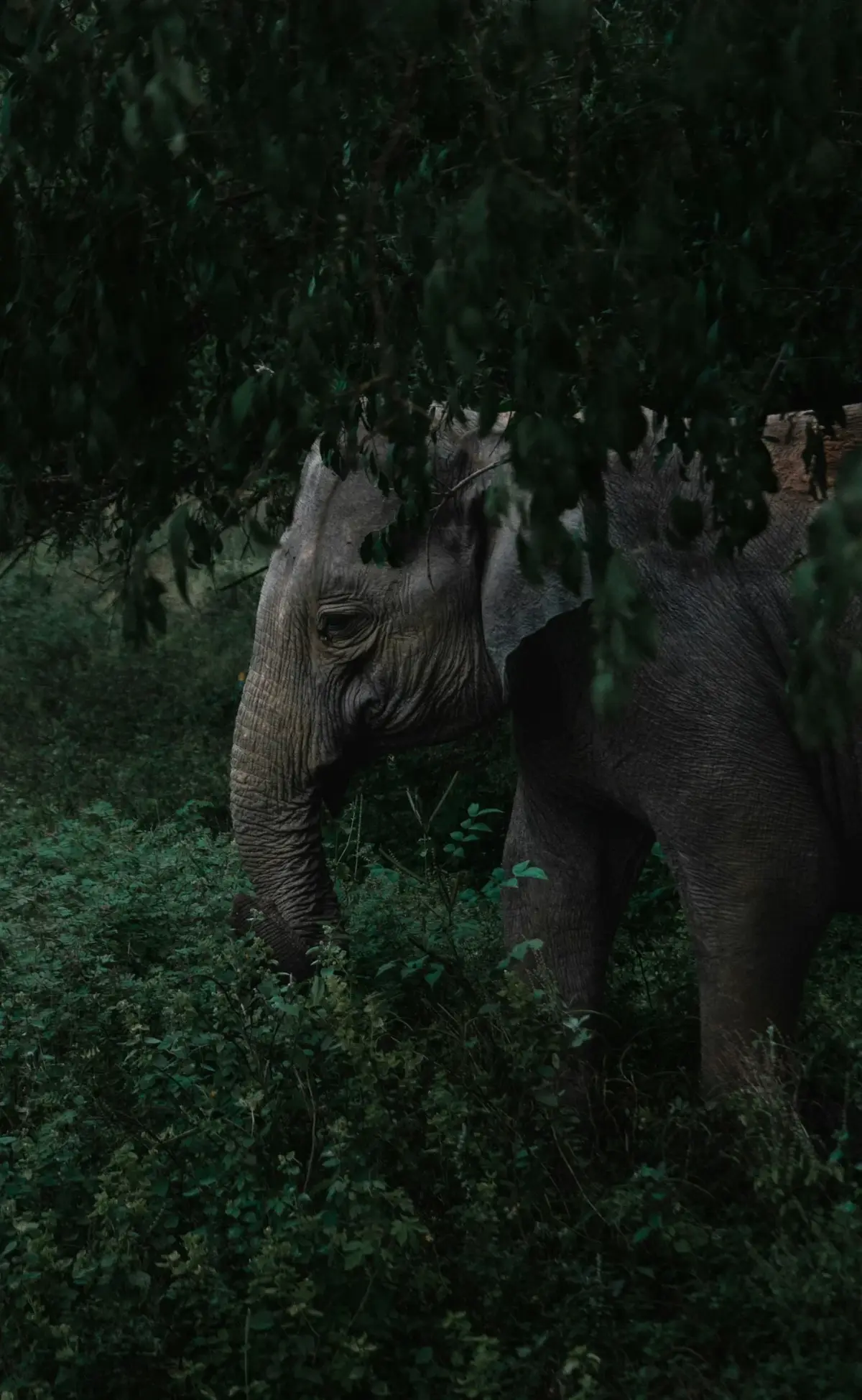 Elephant Family Sri Lanka — Sri Lanka Reise — Travel Buddies