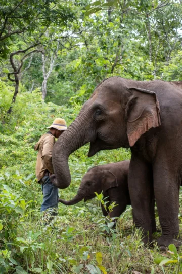 Elephant Laos — Laos Reise — Travel Buddies