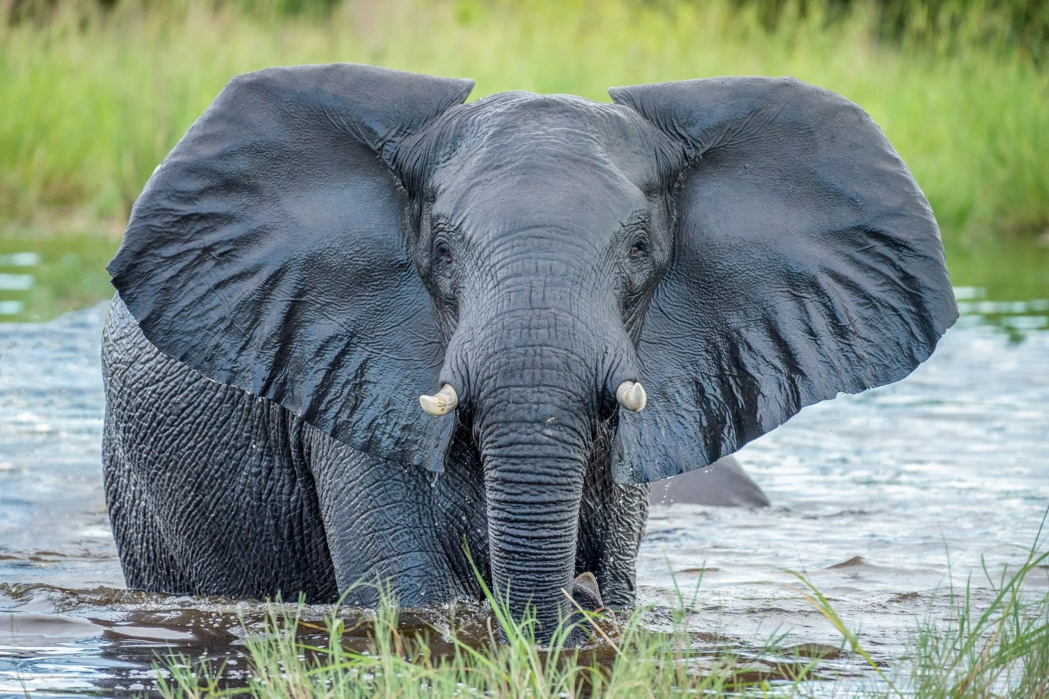 Elephant Water Okavango Delta Close — Travel Buddies Individualreise