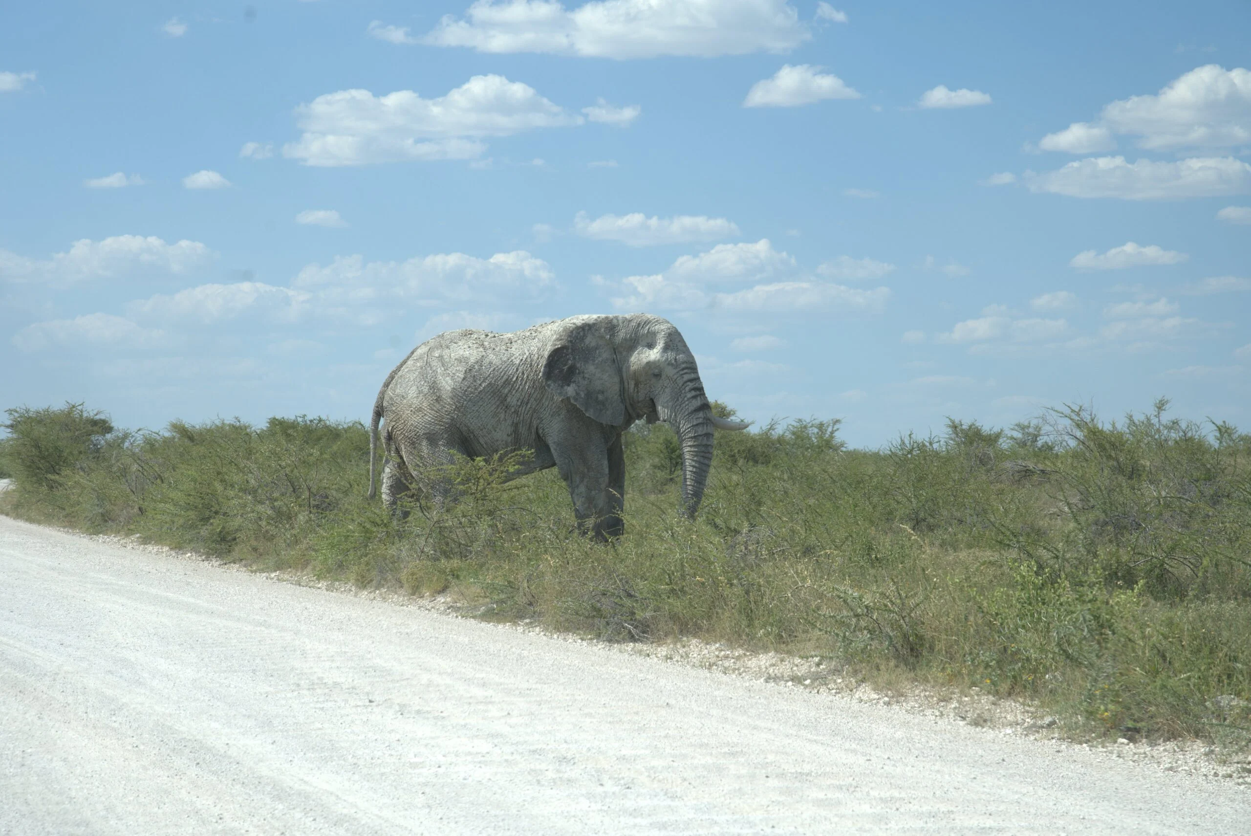 Etosha Elephant — Namibia Reise — Travel Buddies