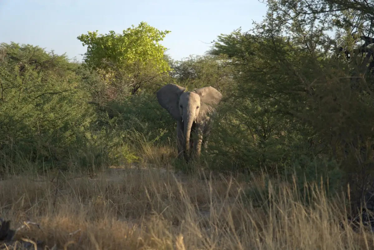 Etosha Morning Drive Elephant — Namibia Reise — Travel Buddies