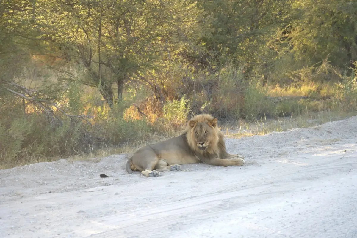 Etosha Morning Drive Lion — Namibia Reise — Travel Buddies