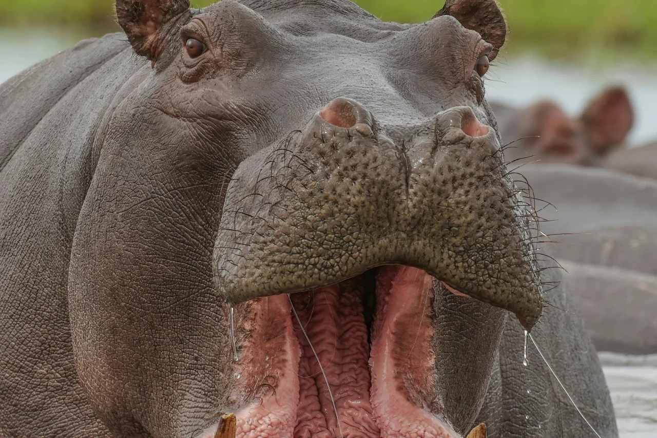 Hippopotamus Open Mouth Close — Travel Buddies Individualreise