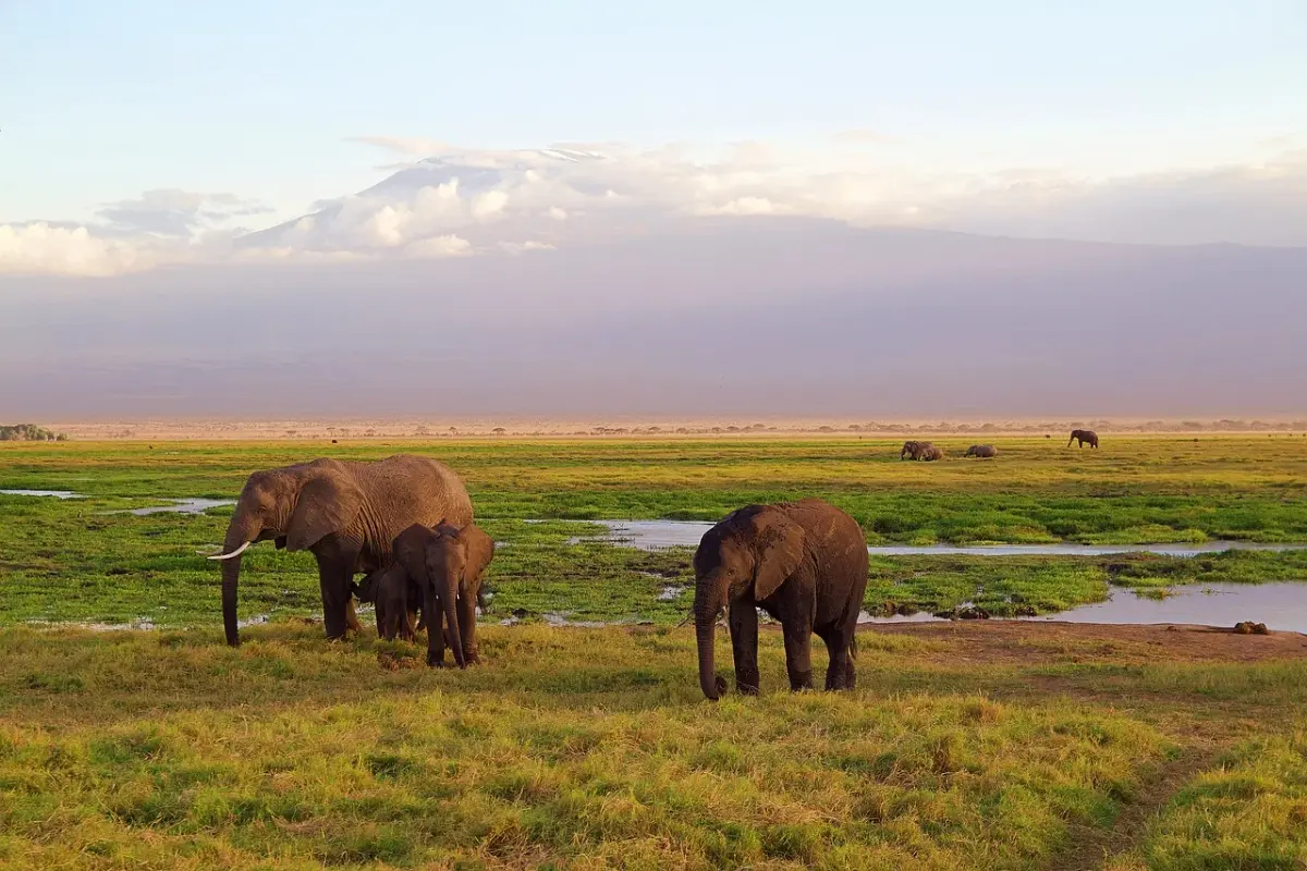 Kilimanjaro Elephant Tansania — Tansania Reise — Travel Buddies