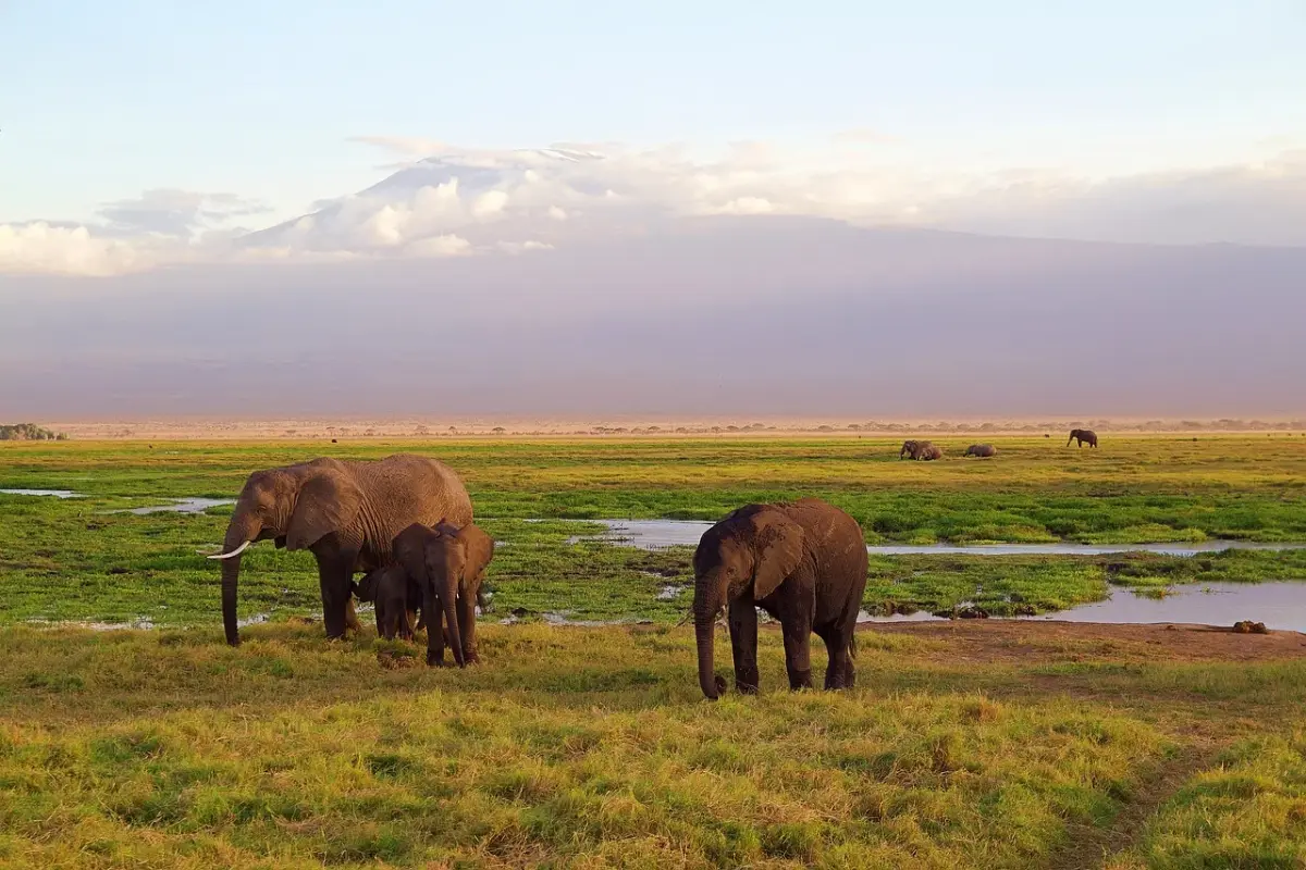 kilimanjaro-elephant-tansania