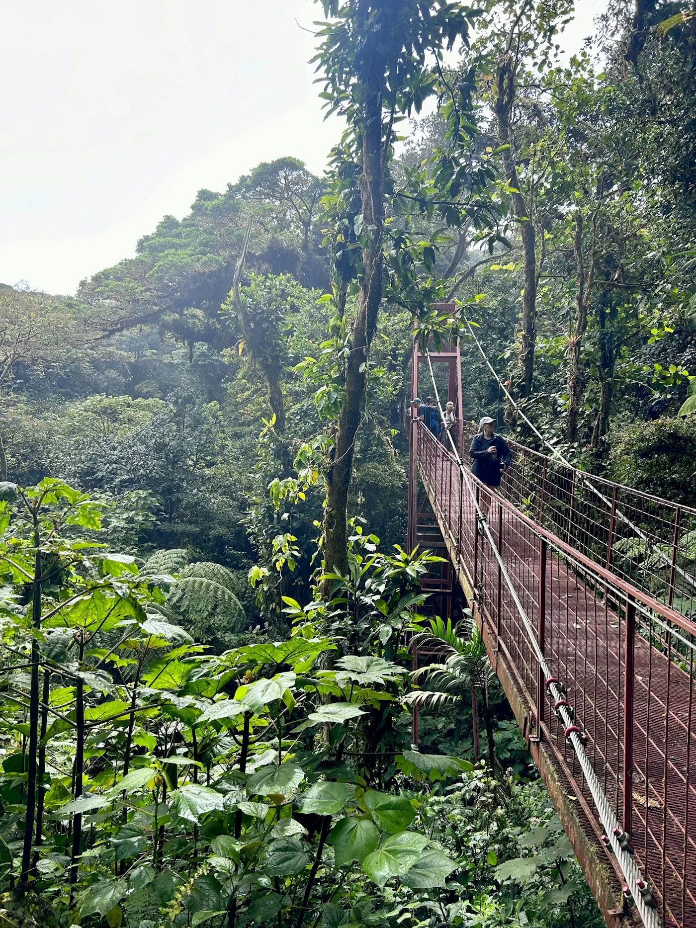 Monteverde Cloud Forest — Costa Rica Reise — Travel Buddies