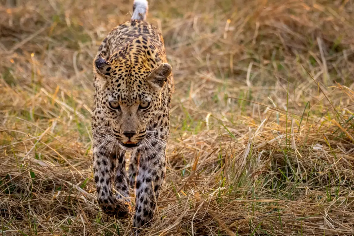Moremi Game Reserve — Travel Buddies Individualreise