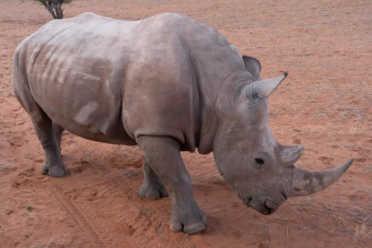 Rhino Damaraland Palmwag Namibia — Namibia Reise — Travel Buddies