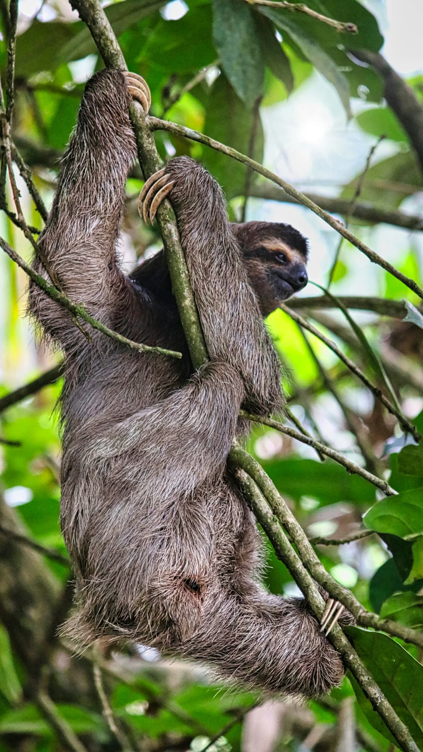 Sloth Costa Rica — Costa Rica Reise — Travel Buddies