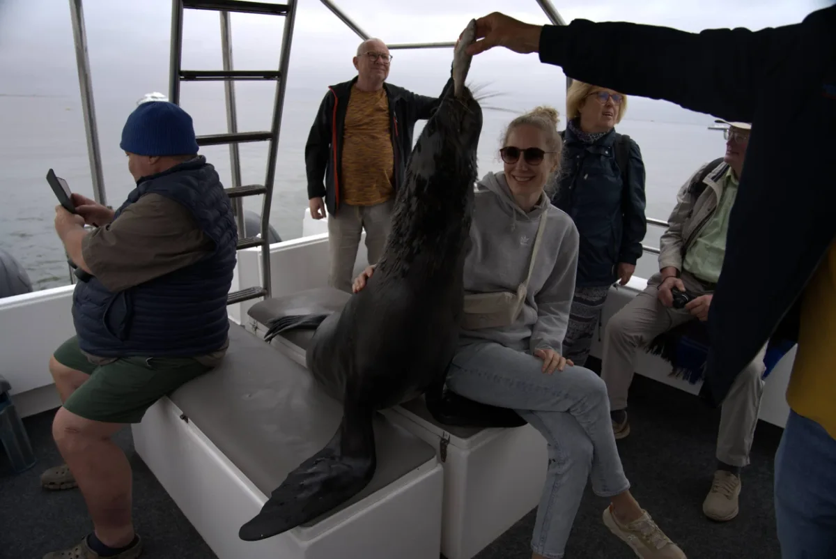 Swakopmund Seal Is Being Fed
